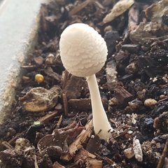 Leucocoprinus