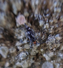 Cerastipsocus trifasciatus