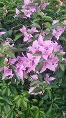 Bougainvillea glabra