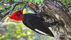 Campephilus magellanicus