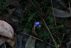 Viola silicestris