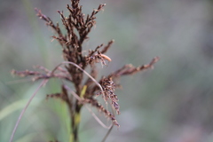 Gahnia radula