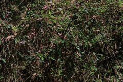 Boronia umbellata