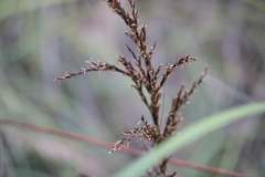 Gahnia radula