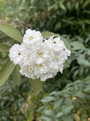 Spiraea