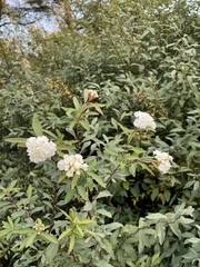 Spiraea
