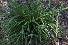Carex brownii