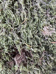 Pseudisothecium myosuroides