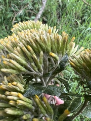 Asteraceae