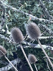Dipsacus sativus