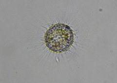 Heliozoa