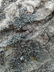 Phaeophyscia pusilloides