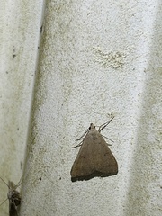 Bleptina caradrinalis