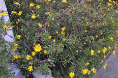 Euryops
