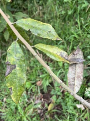 Asteraceae