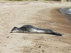 Hydrurga leptonyx