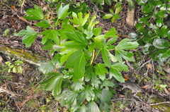Pseudopanax lessonii