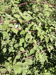 Rubus incanus