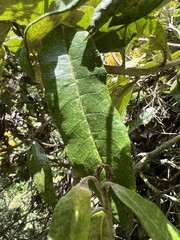 Asteraceae
