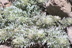 Tropaeolum polyphyllum