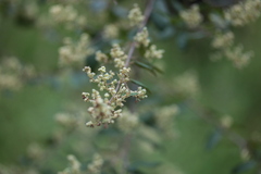Pomaderris racemosa