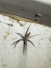 Pisaurina dubia