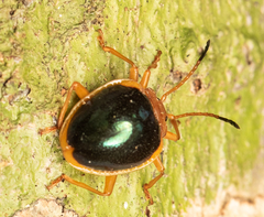 Corynomalus marginatus