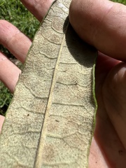 Asteraceae