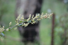 Pomaderris racemosa
