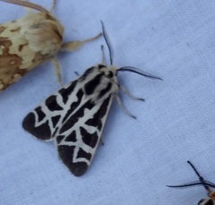 Apantesis nevadensis