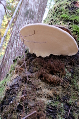 Fomitopsis ochracea
