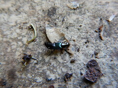 Philonthus caeruleipennis