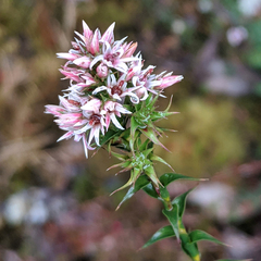 Sprengelia incarnata