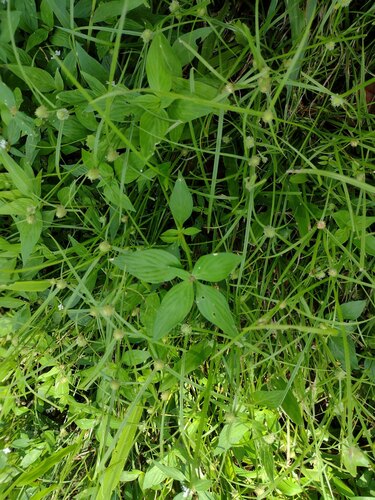 Cyperus brevifolius observed 2022-10-23