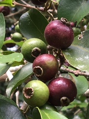 Psidium myrtoides