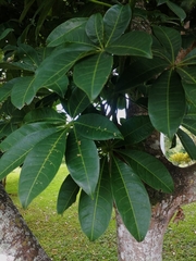 Ficus cotinifolia