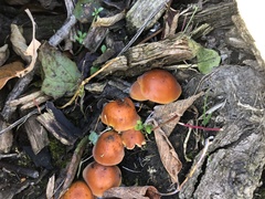 Flammulina velutipes