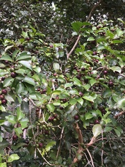 Psidium myrtoides