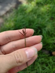 Cyperus rotundus