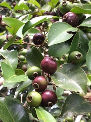 Psidium myrtoides
