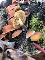 Flammulina velutipes