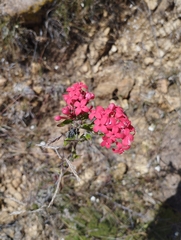 Arachnothryx leucophylla