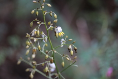 Dianella tasmanica