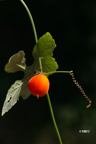 Lemurosicyos variegata image