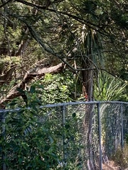 Platycercus eximius eximius