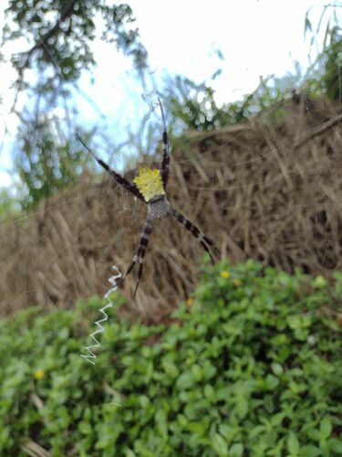 Hawaiian Garden Spider photo 6