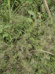 Eragrostis amabilis