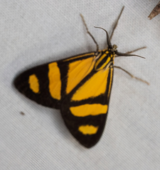 Phaeochlaena solilucis