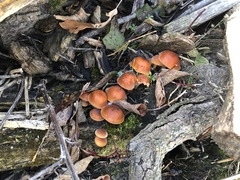 Flammulina velutipes