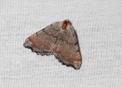 Macaria transitaria